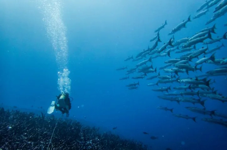 NOAA Surveys Pacific Reefs: 1,006 Dives Track Coral Recovery From Palmyra To Rose Atoll