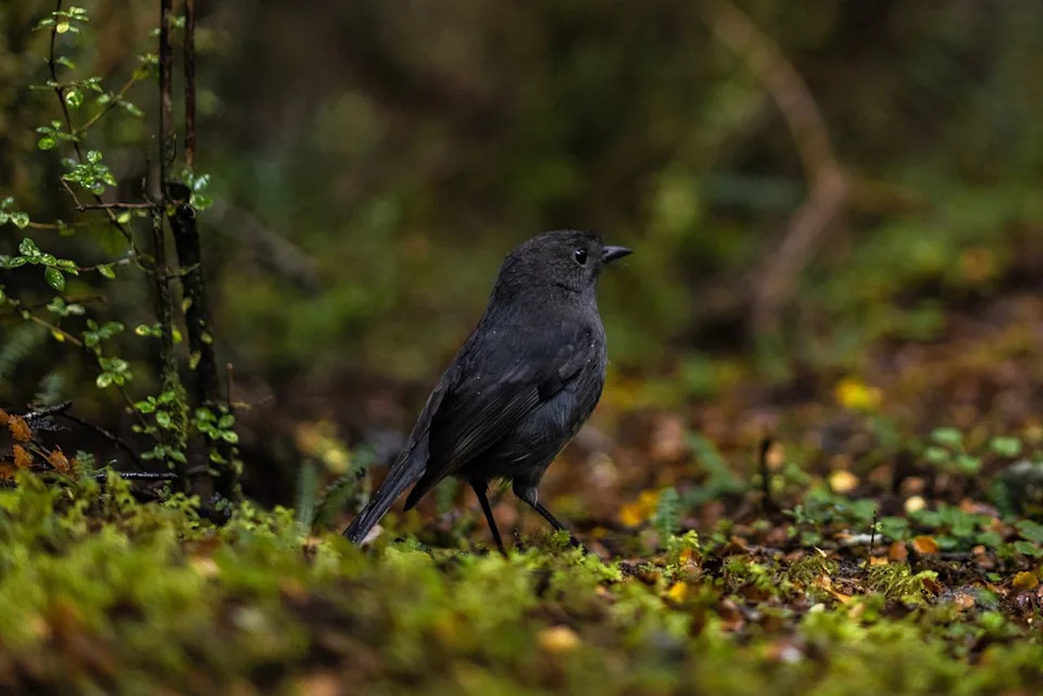‘Goth’ Black Robin Crowned New Zealand’s Bird Of The Year After Dramatic Comeback From Just Five Birds