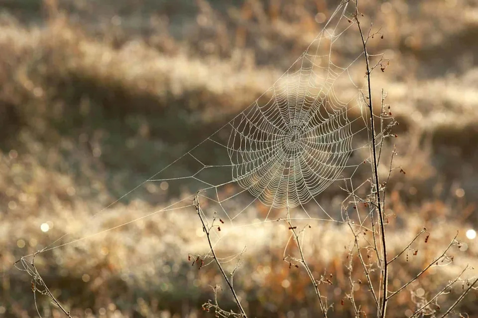 Spider Webs Reveal 85 Hidden Species: How Orb-Web eDNA Uncovers Elusive Wildlife