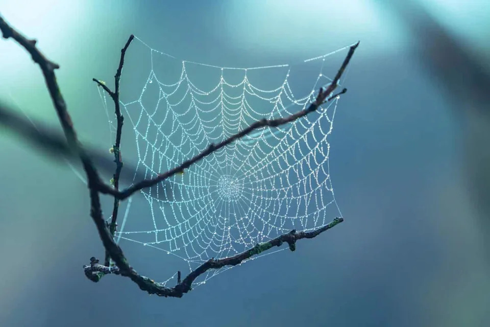Spider Webs Reveal 85 Hidden Species: How Orb-Web eDNA Uncovers Elusive Wildlife