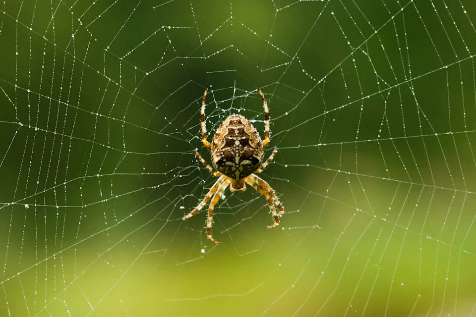 Spider Webs Reveal 85 Hidden Species: How Orb-Web eDNA Uncovers Elusive Wildlife