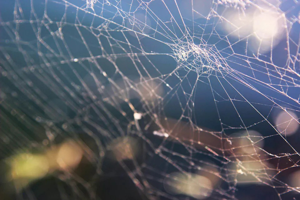 Spider Webs Reveal 85 Hidden Species: How Orb-Web eDNA Uncovers Elusive Wildlife
