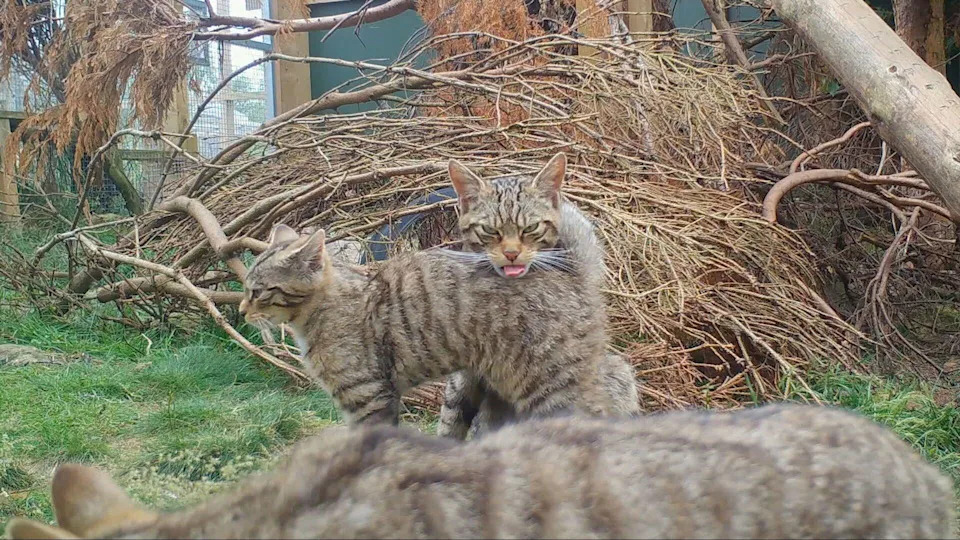 Inside Scotland’s Wildcat HQ: 72 Cameras, Minimal Contact — A High-Stakes Return to the Cairngorms