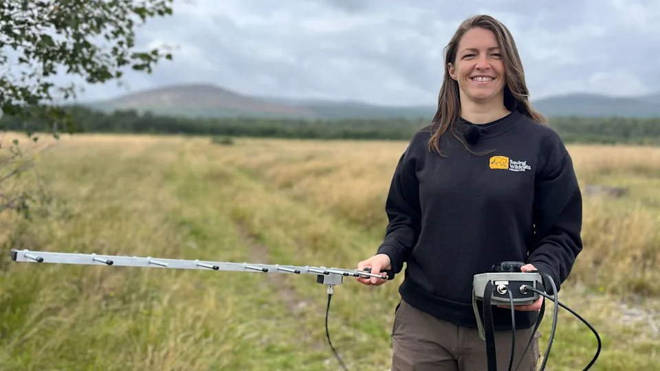 Inside Scotland’s Wildcat HQ: 72 Cameras, Minimal Contact — A High-Stakes Return to the Cairngorms