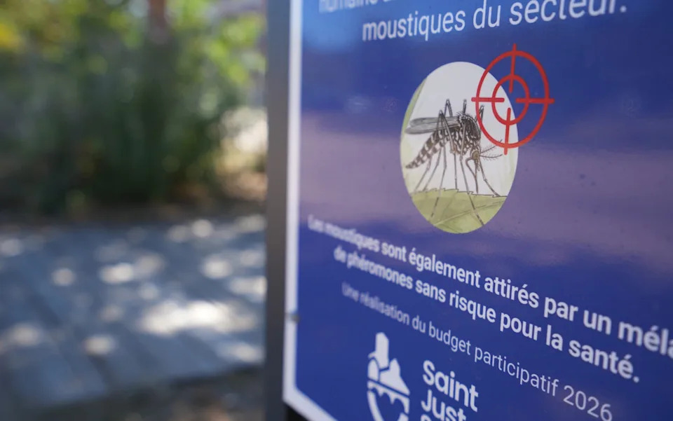 France Deploys Millions of Sterile 'Tiger' Mosquitoes to Combat Rising Dengue Risk