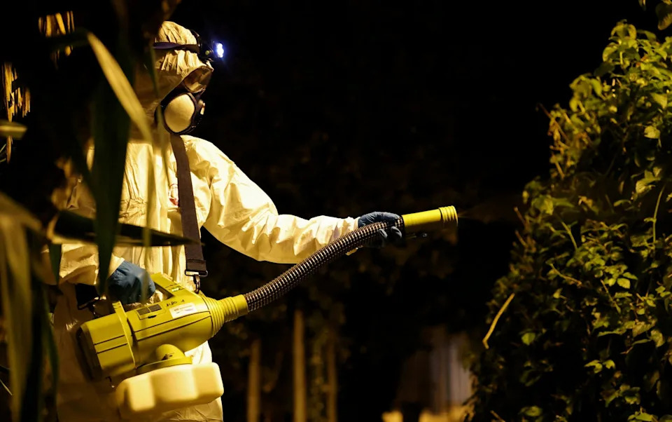France Deploys Millions of Sterile 'Tiger' Mosquitoes to Combat Rising Dengue Risk