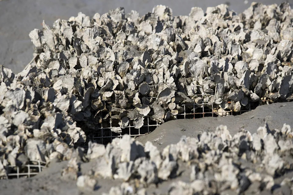 Rare Vibrio Bacterium Linked to Oysters Kills One in South Carolina; Officials Urge Caution — Not Panic