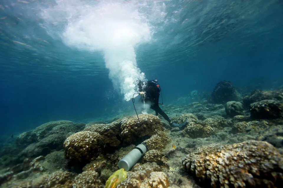 Millennium-Long Coral 