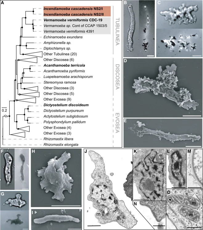 Tiny 'Fire Amoeba' Raises Heat Ceiling For Complex Life To 63°C (145°F)