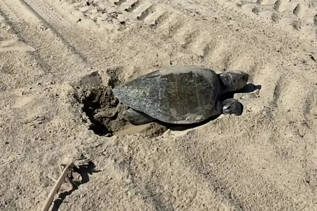Historic First: Olive Ridley Sea Turtle Nests on Southern California Beach