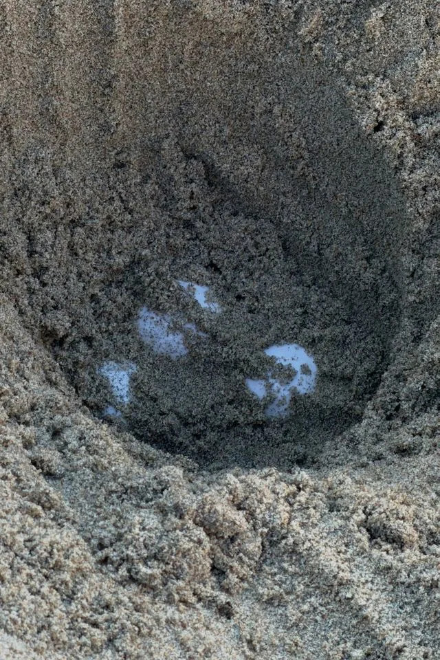 Historic First: Olive Ridley Sea Turtle Nests on Southern California Beach