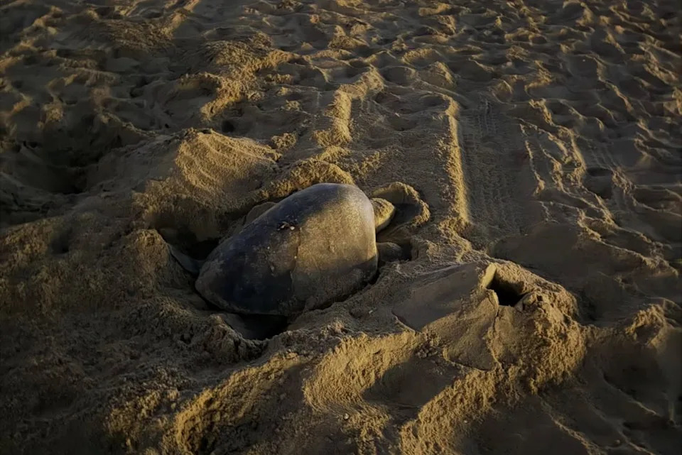 Historic First: Olive Ridley Sea Turtle Nests on Southern California Beach