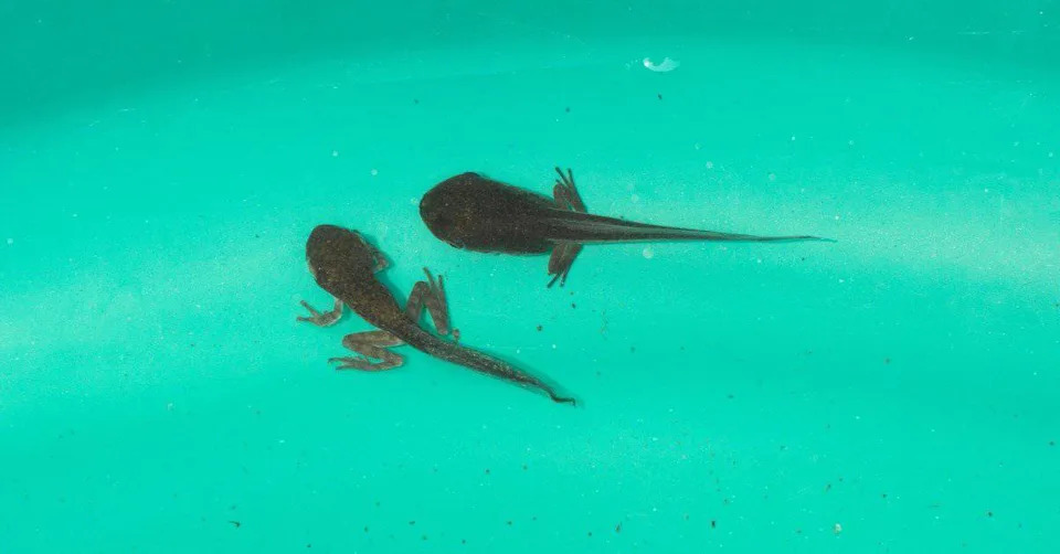 653 Endangered Southern Mountain Yellow-Legged Frogs Released to Rebuild Populations After California Wildfires