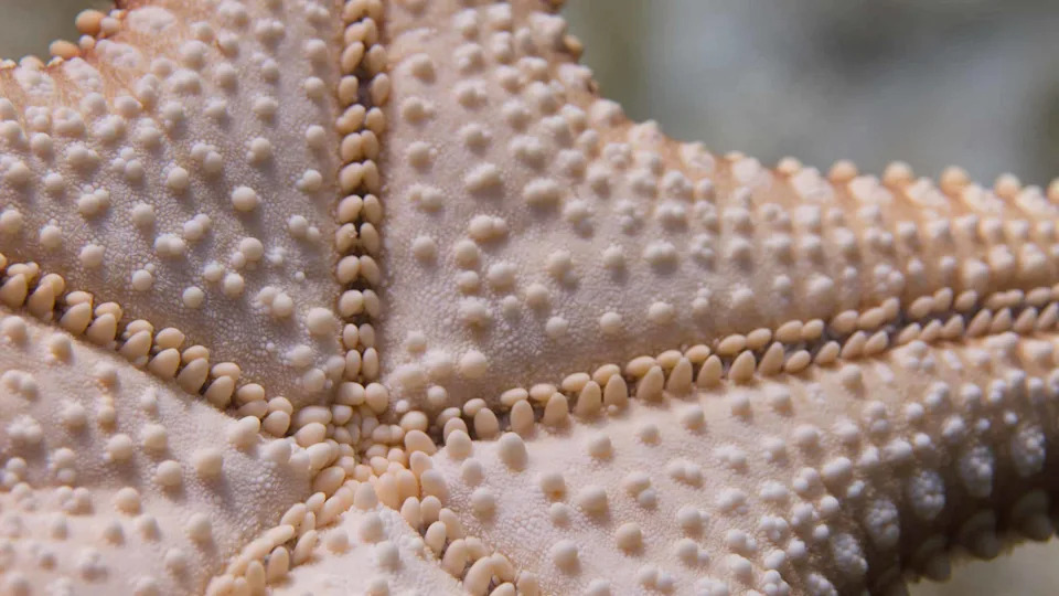 Arctic Starfish: Seafloor Super-Predators Rivaling Polar Bears