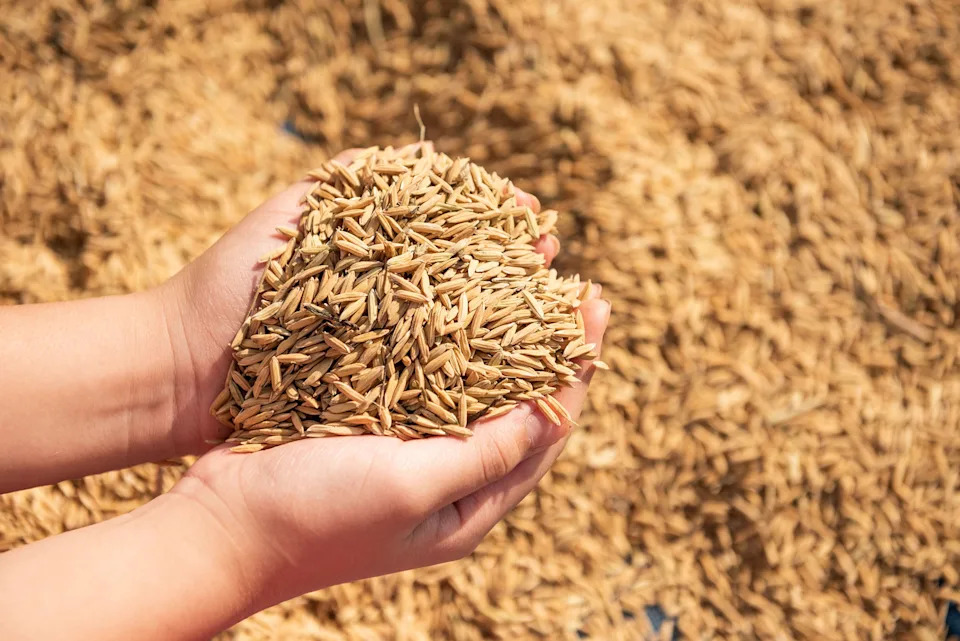 EU Flags Unauthorized GMOs in Chinese Rice Shipments — NOS Terminator and Cry1Ab/Ac Detected