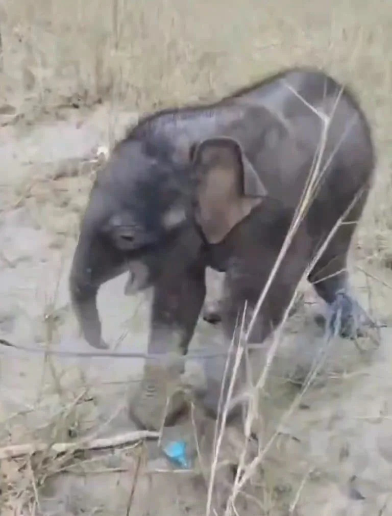 Fishermen Row Nearly Three Miles to Rescue Newborn Elephant Swept Down Teesta River