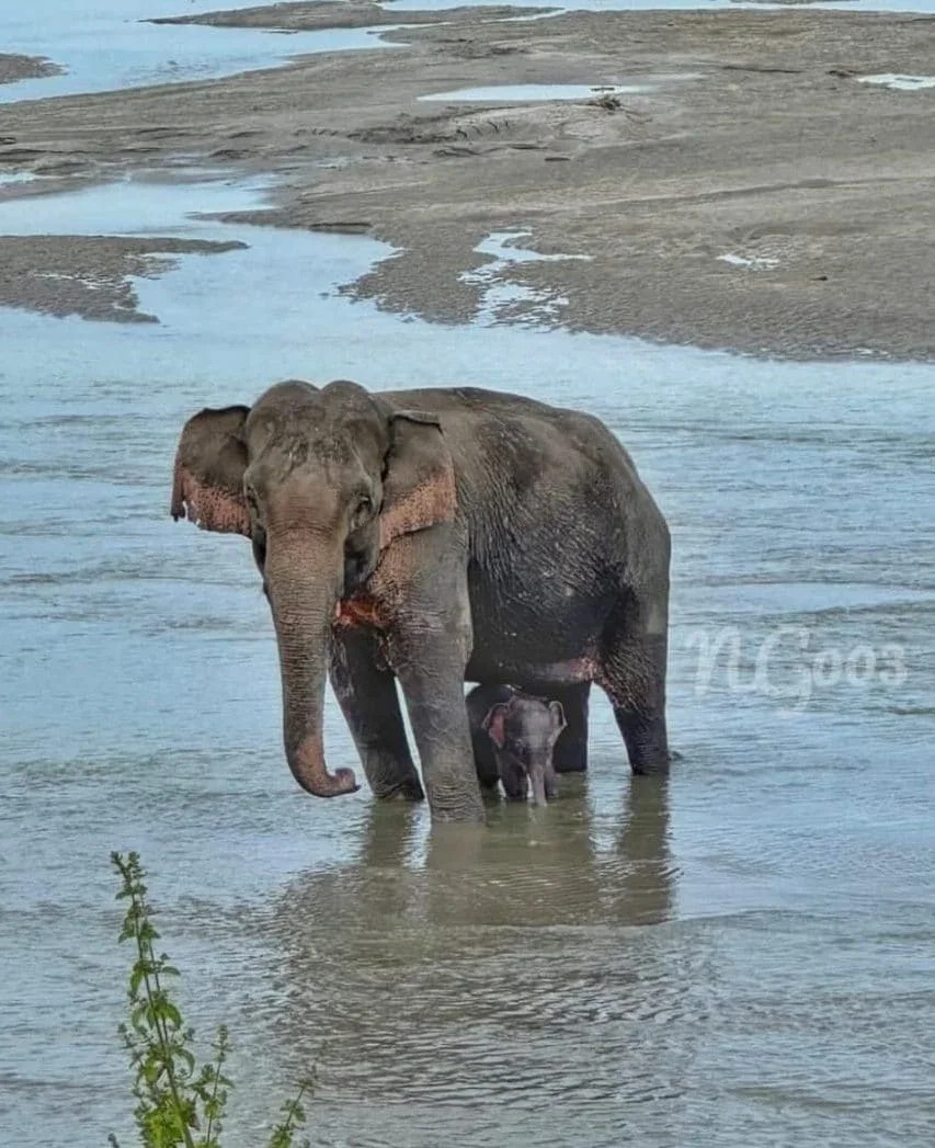 Fishermen Row Nearly Three Miles to Rescue Newborn Elephant Swept Down Teesta River