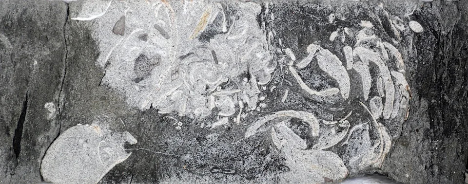 Jurassic 'Owl Pellets' Reveal Plesiosaurs Regurgitated Indigestible Shells