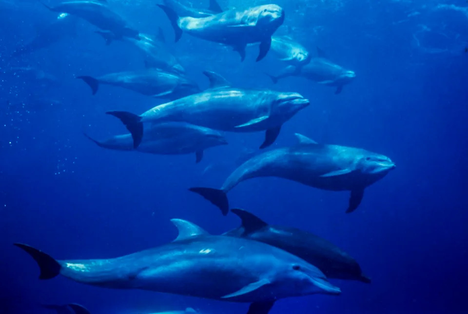 ‘Bubbles’ the Dolphin Tricks Fish Into Vomiting — Eats Their Regurgitated Meal