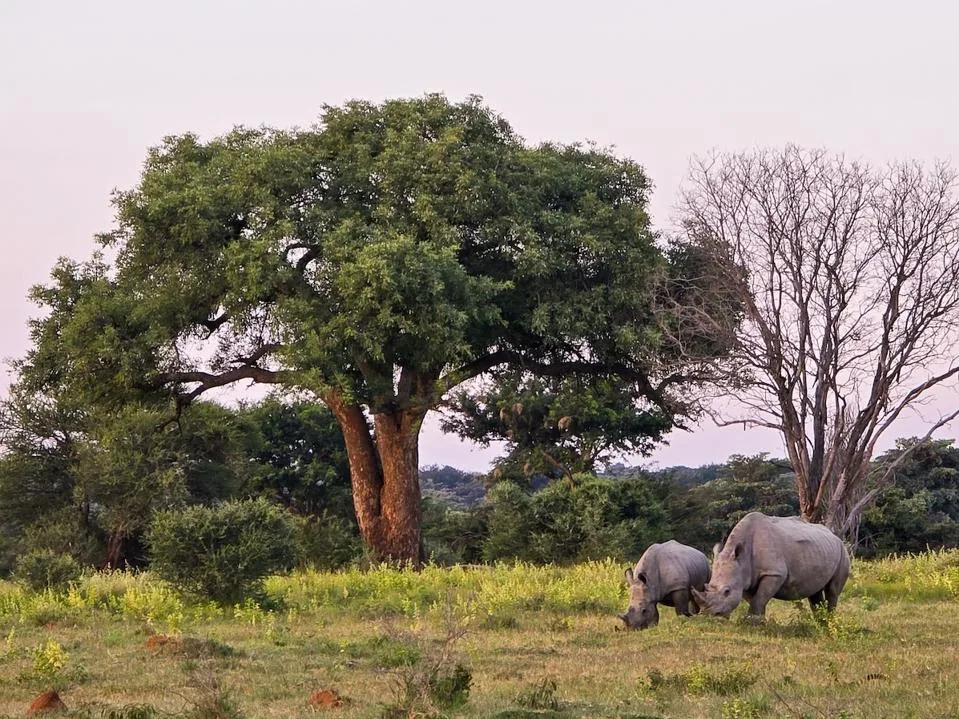 Rhinos on the Rebound: Which Species Are Recovering—and Which Remain in Peril