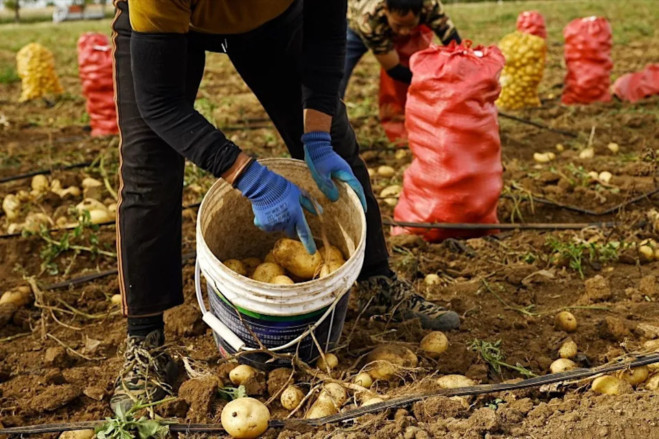 China’s New Rural Skyline: Data Centres Rise on Potato Plains to Power an AI Push