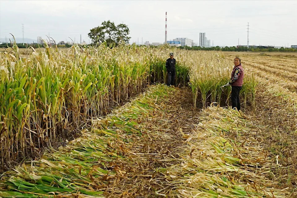 China’s New Rural Skyline: Data Centres Rise on Potato Plains to Power an AI Push