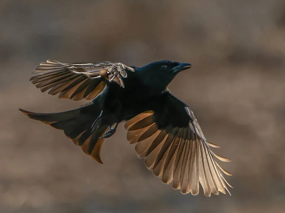 Surprising Animal Intelligence: Drongos Deceive, Squirrels Fake Caches, Wild Dogs 'Vote' by Sneezing