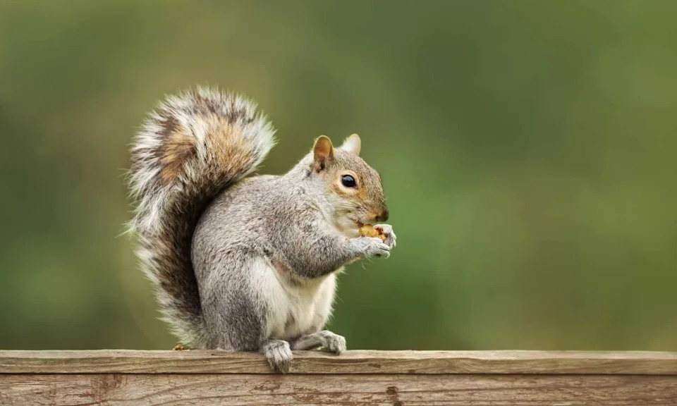 Surprising Animal Intelligence: Drongos Deceive, Squirrels Fake Caches, Wild Dogs 'Vote' by Sneezing