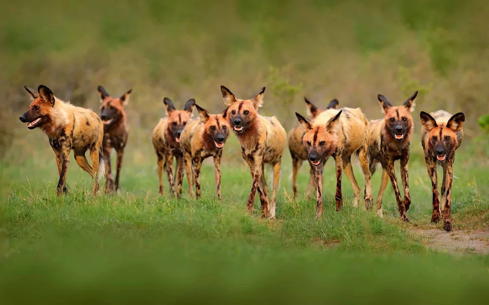 Surprising Animal Intelligence: Drongos Deceive, Squirrels Fake Caches, Wild Dogs 'Vote' by Sneezing