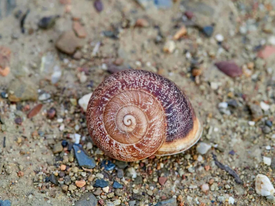 Snail Shells Preserve Cyclone Histories — Tiny Bands Reveal Big Weather Events