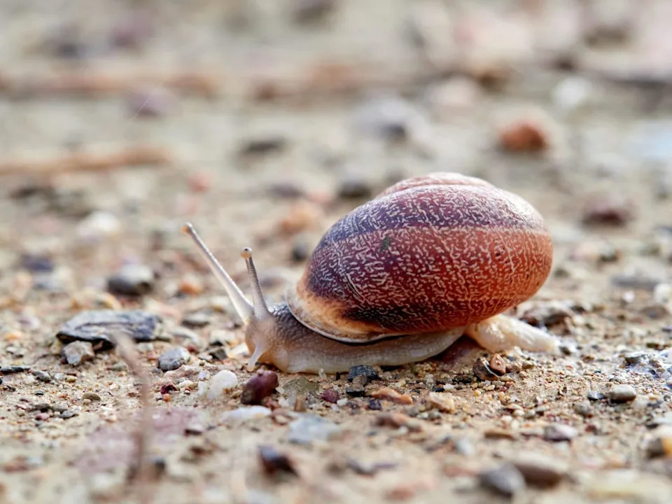 Snail Shells Preserve Cyclone Histories — Tiny Bands Reveal Big Weather Events