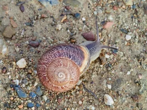 Snail Shells Preserve Cyclone Histories — Tiny Bands Reveal Big Weather Events