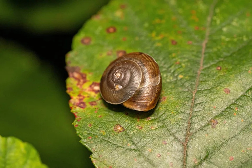 Snail Shells Preserve Cyclone Histories — Tiny Bands Reveal Big Weather Events