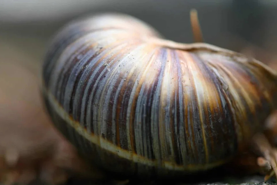 Snail Shells Preserve Cyclone Histories — Tiny Bands Reveal Big Weather Events