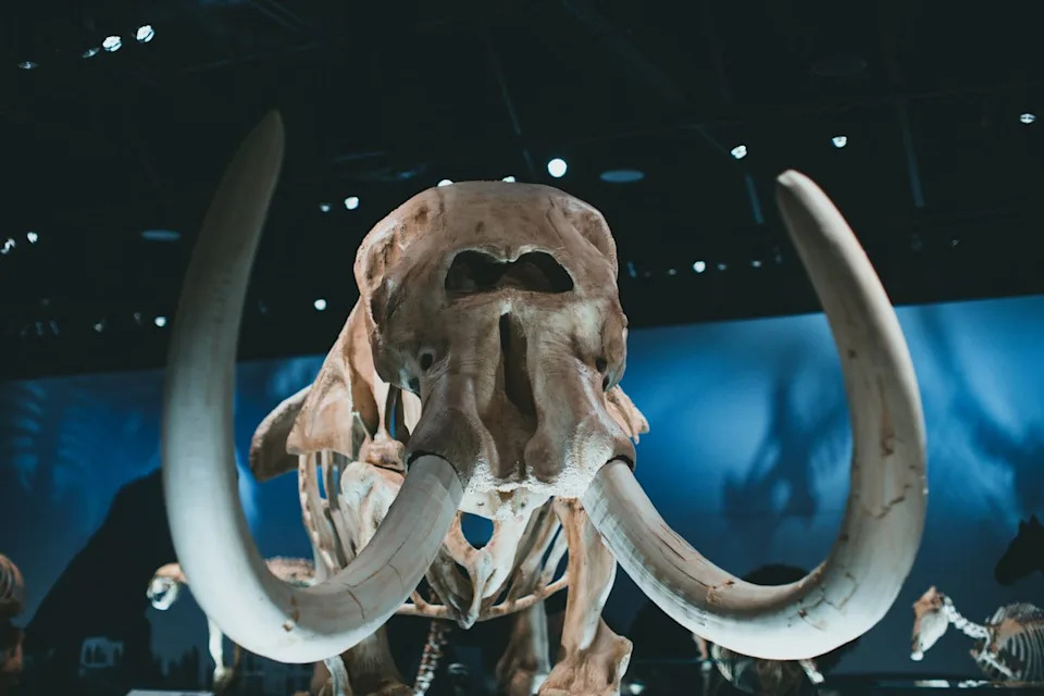 How Mammoth Tusk Growth Patterns Shaped 18,000‑Year‑Old 'Venus' Figurines