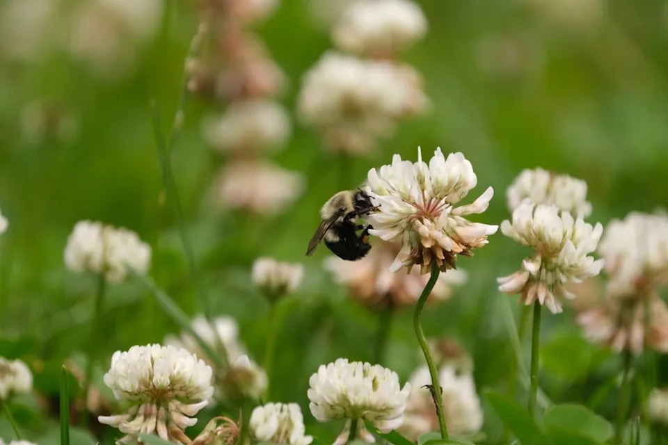 City Pollinators Are Shifting Their Seasons — Many Start About 3 Weeks Later