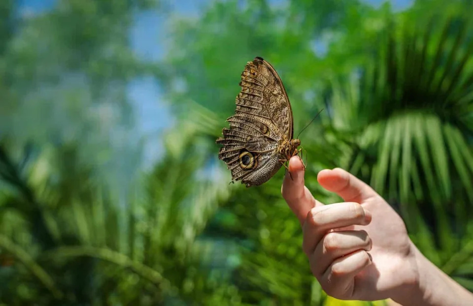 City Pollinators Are Shifting Their Seasons — Many Start About 3 Weeks Later