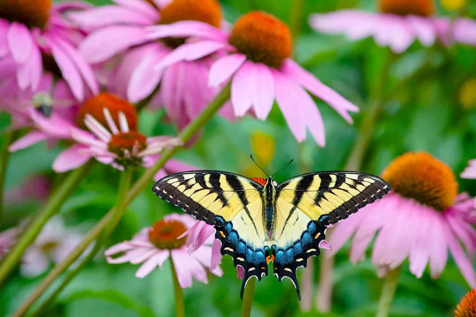 City Pollinators Are Shifting Their Seasons — Many Start About 3 Weeks Later