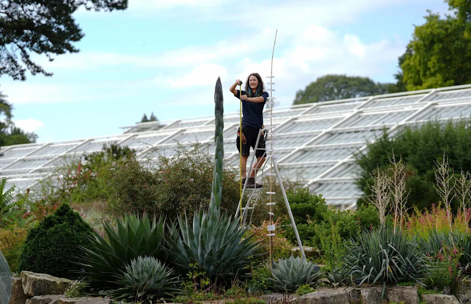 Kew Gardens' Rare 'Death Bloom': Three-Metre Agave Sends Up Giant Flowering Spike