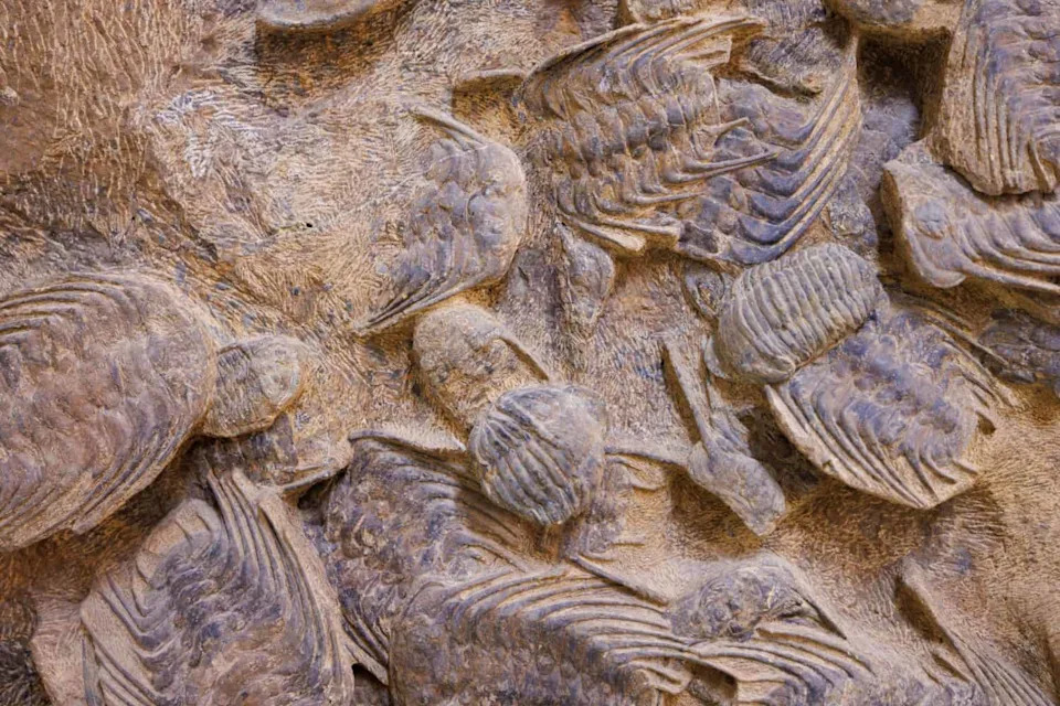240-Million-Year-Old Dicynodont Rediscovered After 60 Years in Museum Drawer