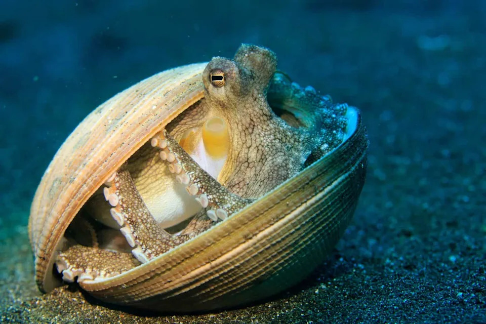How Octopuses Vanish in Plain Sight: The Science Behind Their Instant Camouflage