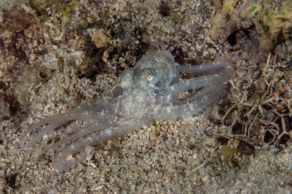 How Octopuses Vanish in Plain Sight: The Science Behind Their Instant Camouflage
