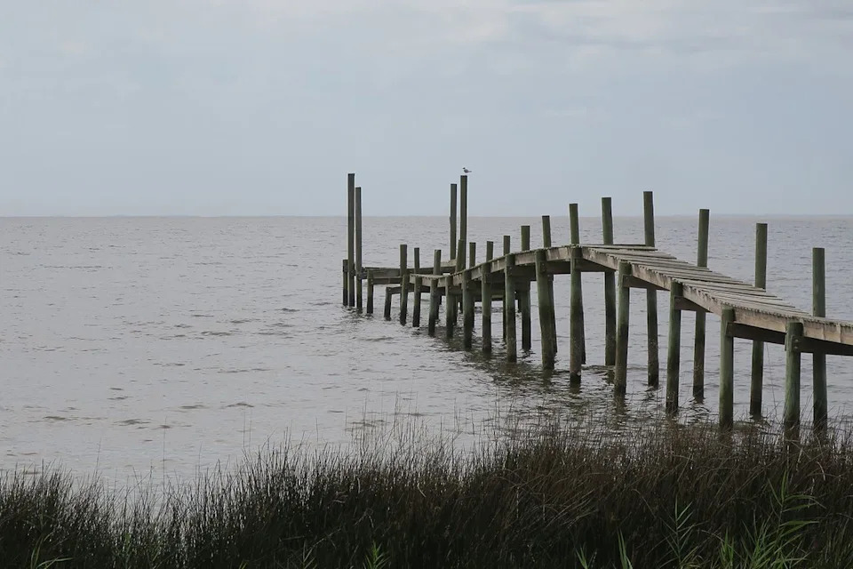 Restaurants' Oyster Shells Returned to the Sea Help Rebuild Florida's Collapsed Reefs