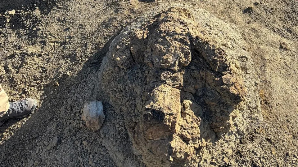 First Confirmed T. Rex Trackway Discovered in Hell Creek — Teacher Uncovers Five Giant Prints