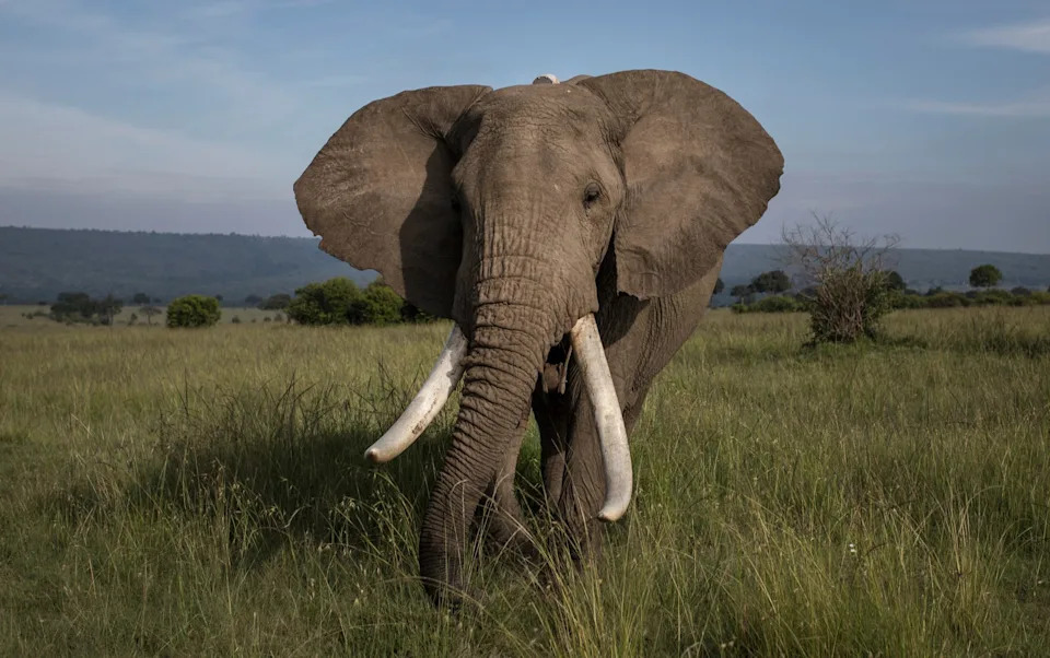 Elephants Prepare and Administer Medicinal Mixtures to Their Young, Study Finds