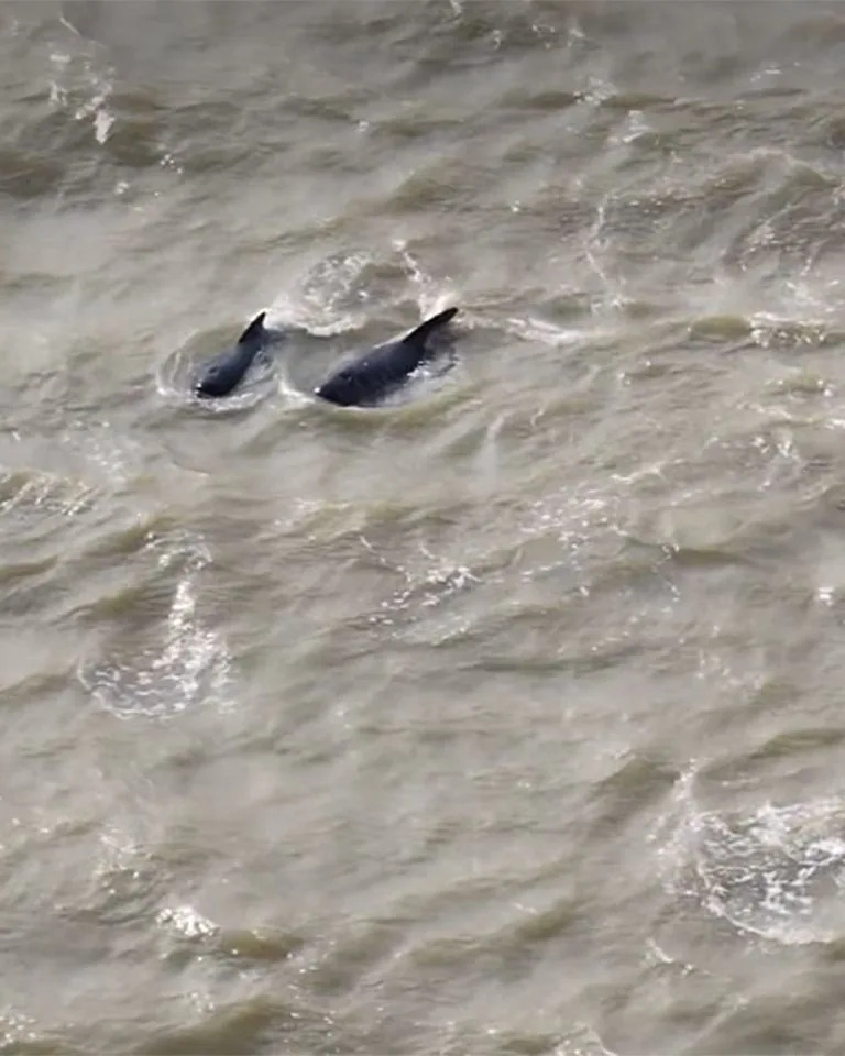 Rescuers Herd 25 Pilot Whales Out of the Thames in Six‑Hour Operation; Two Did Not Survive