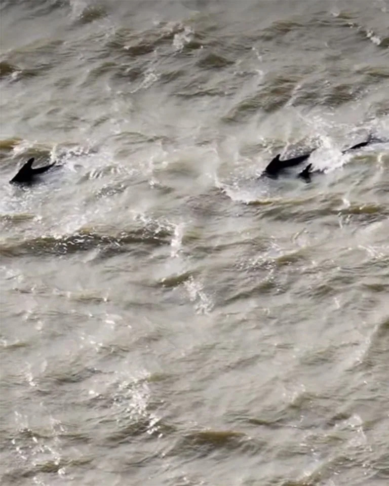 Rescuers Herd 25 Pilot Whales Out of the Thames in Six‑Hour Operation; Two Did Not Survive