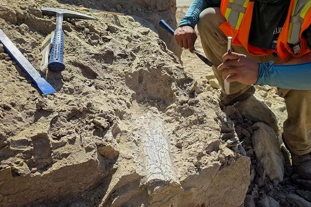 Remarkable Eocene Mammal Fossils Unearthed in Oceanside — Possible 'Thunder Beast' or 'Swamp Rhino'