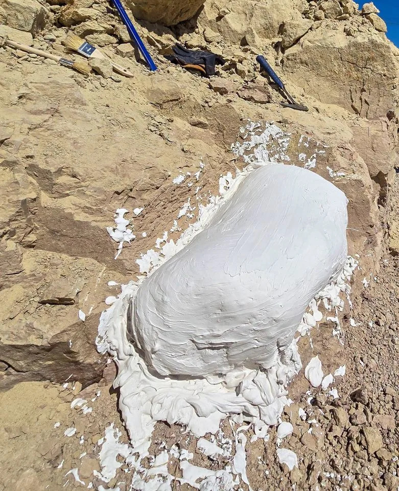 Remarkable Eocene Mammal Fossils Unearthed in Oceanside — Possible 'Thunder Beast' or 'Swamp Rhino'