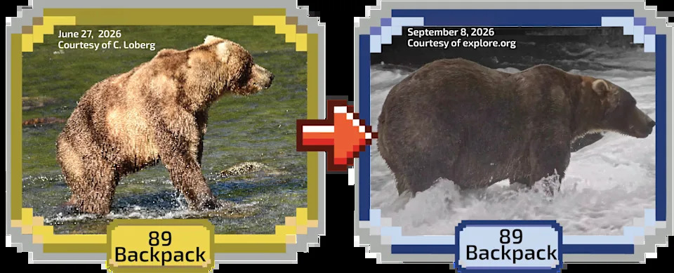 Fat Bear Week 2026 Kicks Off — 16 Bears Compete as Voting Overwhelms Servers
